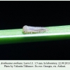 arethusana arethusa larva1 georgia